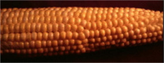 ear of corn showing dislocation of corn kernels