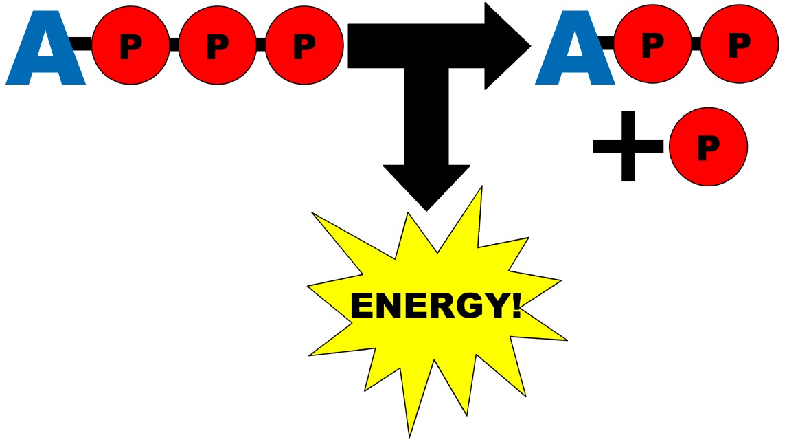 ATP being broken down into ADP and phosphate