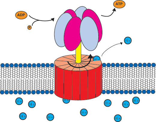 ATP synthase returning ADP to ATP