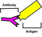 Antibody attaching to an antigen